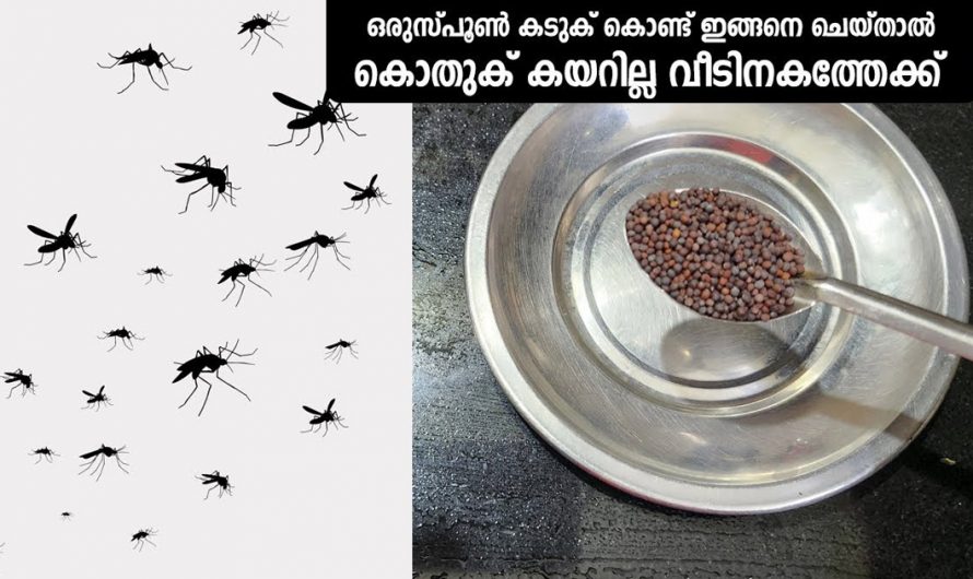 കൊതുകിനെ തുരത്താൻ ഒരു നാടൻ മാർഗ്ഗം. കടുക് ഇതുപോലെ ചെയ്യൂ. | Remove Mosquito In Home