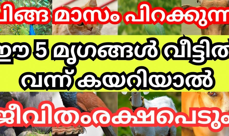 ചിങ്ങമാസം പിറക്കുന്ന സമയത്ത് നിങ്ങളുടെ വീട്ടിലേക്ക് ഈ അഞ്ച് മൃഗങ്ങൾ വന്ന് കയറിയാൽ ജീവിതം രക്ഷപ്പെടും.