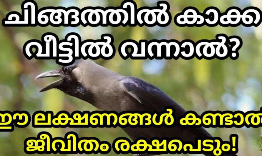 ഈ ചിങ്ങ മാസത്തിൽ  കാക്ക വീട്ടിലേക്ക് വന്നാൽ ഈ ലക്ഷണങ്ങൾ കണ്ടാൽ ജീവിതം രക്ഷപെടും.