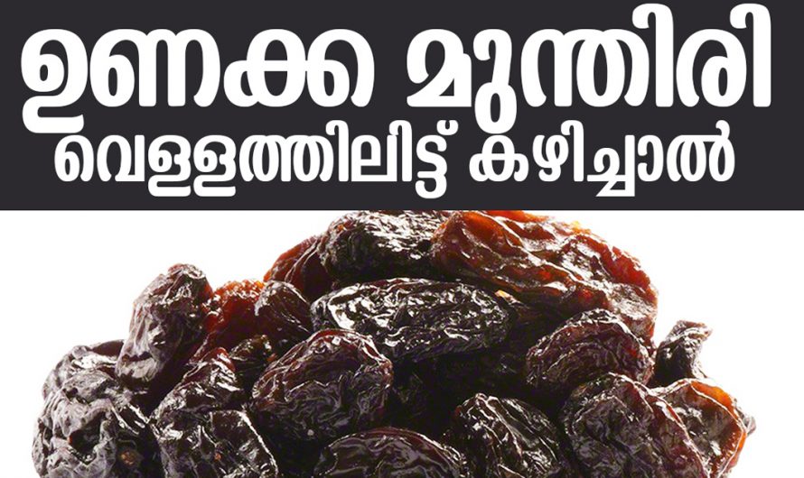 ഉണക്കമുന്തിരിയുടെ ആരോഗ്യഗുണങ്ങൾ ശരിക്കും കിട്ടണമെങ്കിൽ ഇതുപോലെ കഴിക്കണം. | Raisins Health Malayalam