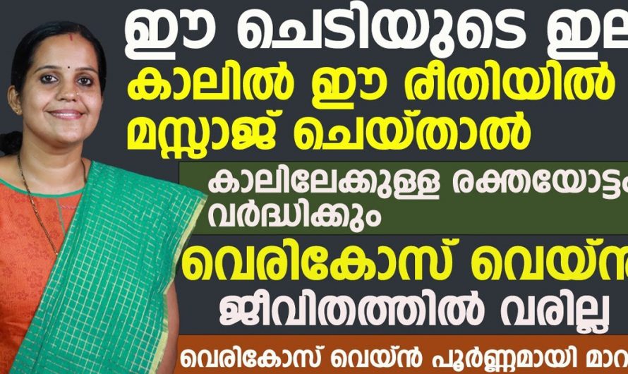 വെരിക്കോസ് വെയിൻ പോലും മാറ്റാൻ ശക്തിയുള്ള ഇല. ഇതുപോലെ ചെയ്താൽ ഇനി എല്ലാം ശരിയാകും. | Varicose vein Health Tip