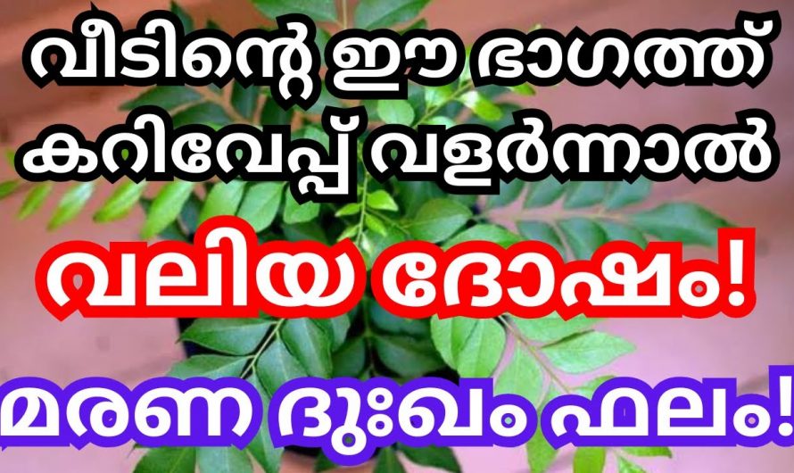 നിങ്ങൾ വീടിന്റെ ഈ ഭാഗത്ത് കറിവേപ്പില വളർത്തുന്നുണ്ടെങ്കിൽ അത് മരണ ദുഃഖം ആയിരിക്കും തരുന്നത്.