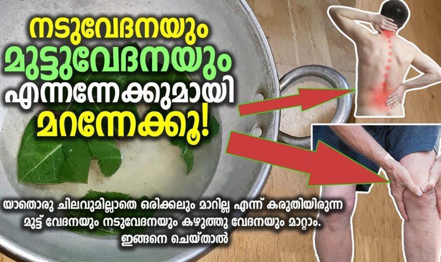 എരിക്കിന്റെ ഇല ഇങ്ങനെ ഉപയോഗിച്ചു നോക്കൂ.. എല്ലാ വേദനകളും പമ്പകടക്കും.