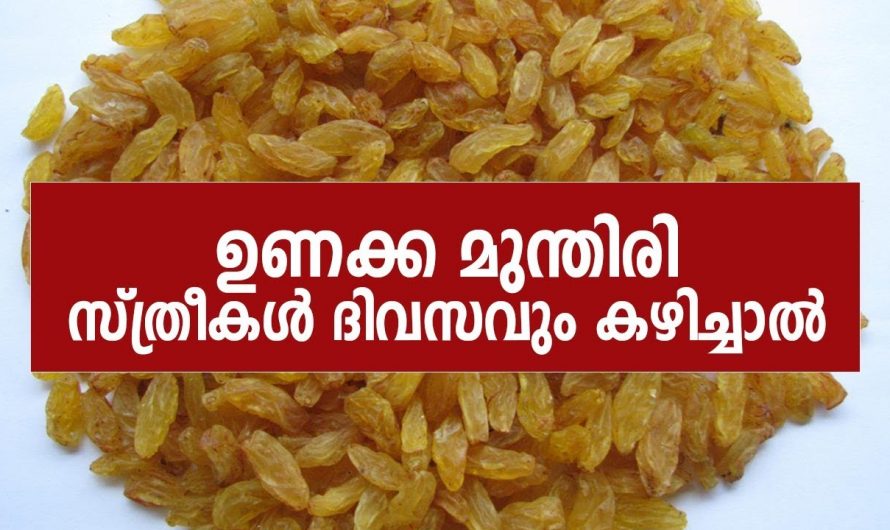 സ്ത്രീകൾ ദിവസവും ഉണക്കമുന്തിരി കഴിച്ചാലുള്ള ഗുണങ്ങൾ. | Health Of Raisins