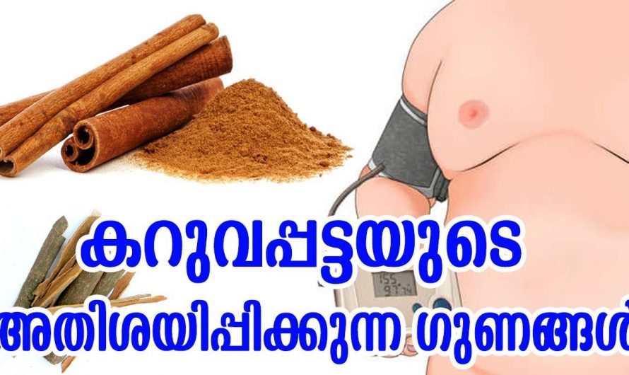 അതിശയിപ്പിക്കുന്ന ഗുണങ്ങളുമായി കറുവപ്പട്ട. കറുവപ്പട്ടിയുടെ ഗുണങ്ങൾ  അറിയാതെ പോകരുത്. | Amazing Benefits of Cinnamon