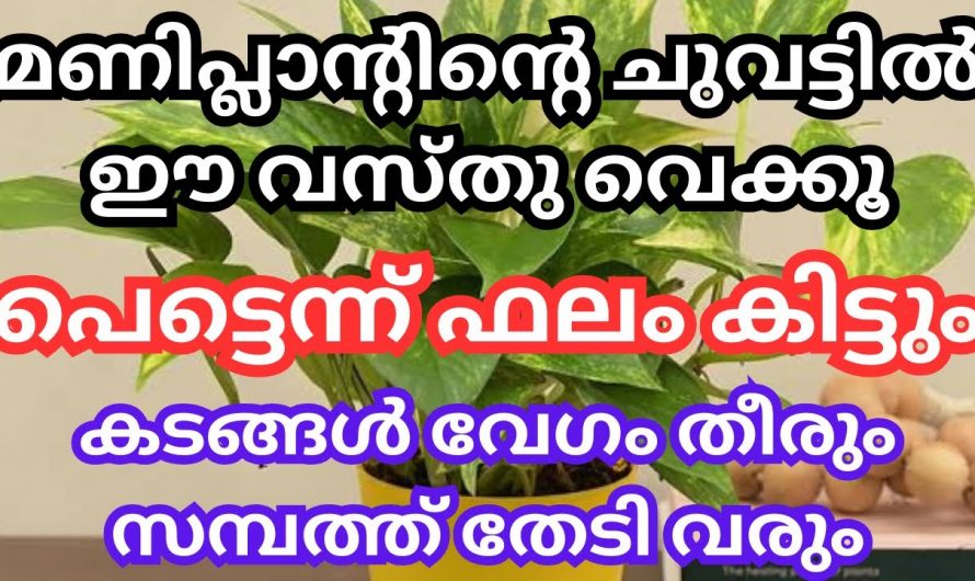 മണി പ്ലാന്റ് ചുവട്ടിൽ ഈ വസ്തുവെയ്ക്കു. നിങ്ങളുടെ കടങ്ങൾ തീരും സമ്പത്ത് തേടി വരികയും ചെയ്യും.