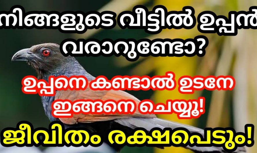 നിങ്ങളുടെ വീട്ടിൽ ഉപ്പൻ എന്ന പക്ഷിയെ കാണാറുണ്ടോ. ഉടനെ ഇതുപോലെ ചെയ്യൂ ഭാഗ്യം തേടി വരും.