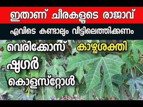 ചായമാൻസ എന്ന അത്ഭുതചീര.. ഒട്ടേറെ രോഗങ്ങൾക്കുള്ള പ്രതിവിധി…