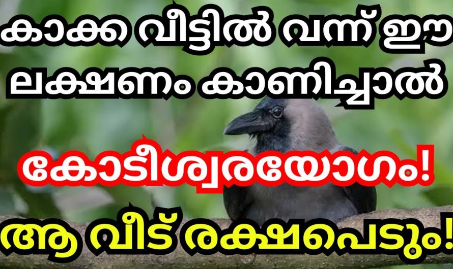 കാക്ക നിങ്ങളുടെ വീട്ടിൽ വന്ന് ഈ ലക്ഷണങ്ങൾ കാണിക്കാറുണ്ടോ? എന്നാൽ നിങ്ങളാണ് ഏറ്റവും ഭാഗ്യശാലി…