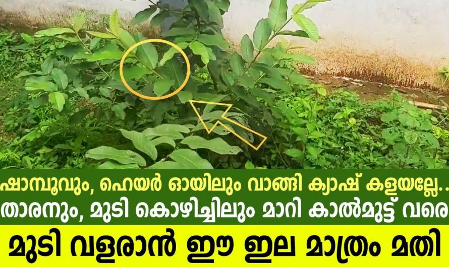 മുടി മുട്ടോളം തഴച്ചു വളരാൻ ഈ ഒരു ഇല മാത്രം മതി…