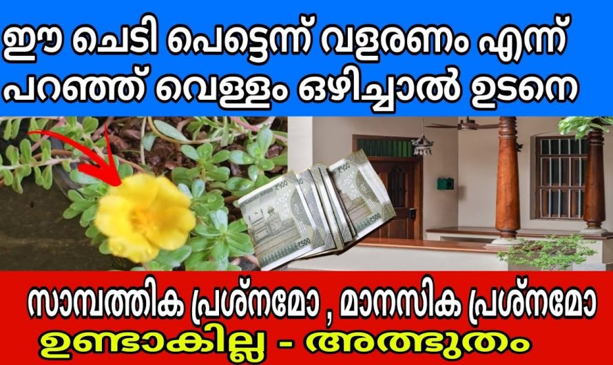 ഈ ചെടി വീട്ടിൽ വളർത്തുന്നവർക്ക് ഒരിക്കലും ദാരിദ്ര്യം ഉണ്ടാവില്ല.. ഉറപ്പ്