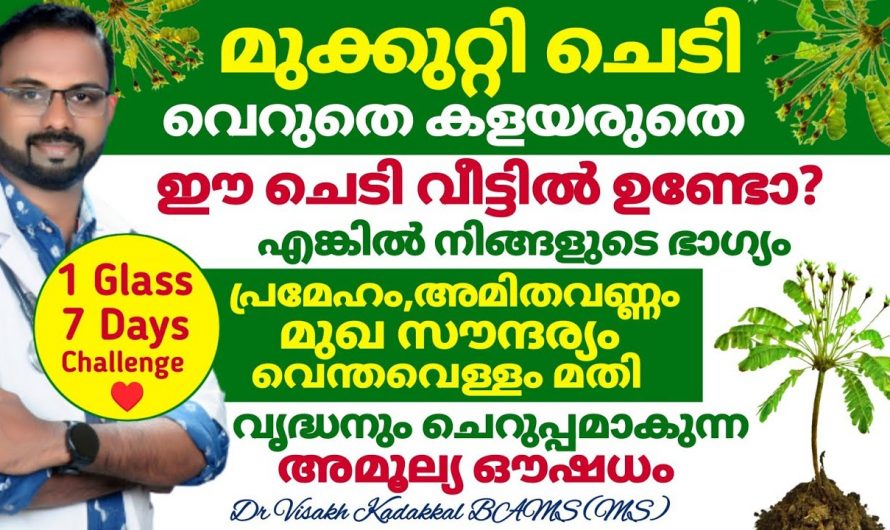 പല രോഗങ്ങളും മാറ്റാൻ മുക്കുറ്റി വീട്ടിൽ ഉണ്ടായാൽ മതി..