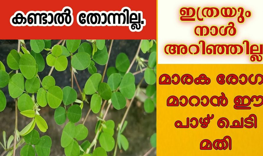 ഒട്ടേറെ രോഗങ്ങൾ അകറ്റാൻ ഈ ഒരൊറ്റ ചെടി മതി..