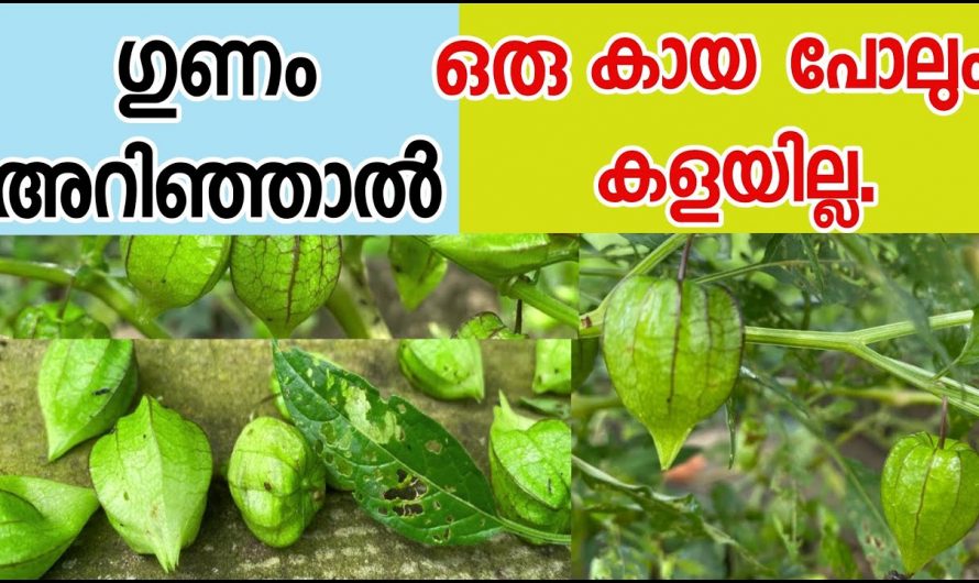 ഈ കായയുടെ ഗുണങ്ങൾ അറിഞ്ഞാൽ ആരും ഞെട്ടിപ്പോകും.. പല രോഗങ്ങൾക്ക് ഒരു പ്രതിവിധി..