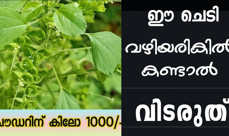 ഈ ചെടി നിങ്ങൾക്ക് അരികിൽ ഉണ്ടോ? എല്ലാ രോഗങ്ങൾക്കും ഉള്ളഒരു അത്യുഗ്രൻ പ്രതിവിധി ഇതിലുണ്ട്…