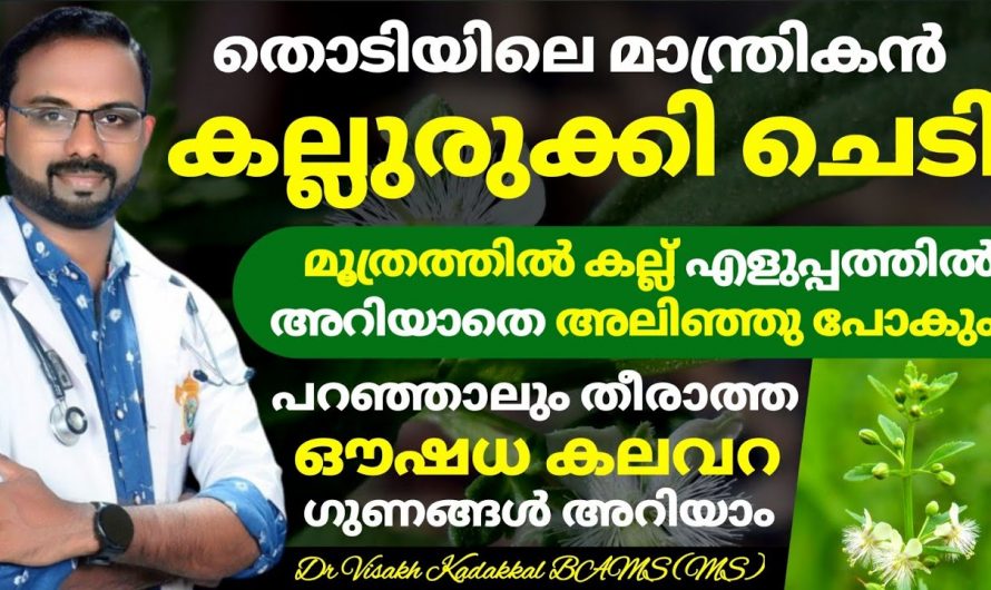 കല്ലുരുക്കി ചെടി നിങ്ങളുടെ അടുത്തുണ്ടെങ്കിൽ ഒരിക്കലും പിഴുത് കളയരുത്.. പലതുണ്ട് ഗുണങ്ങൾ