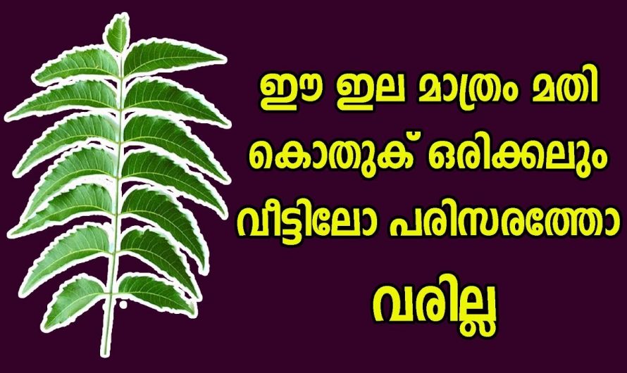 ഈ രണ്ടു സാധനങ്ങൾ വീട്ടിലുണ്ടെങ്കിൽ കൊതുക് പരിസരത്ത് പോലും വരില്ല..