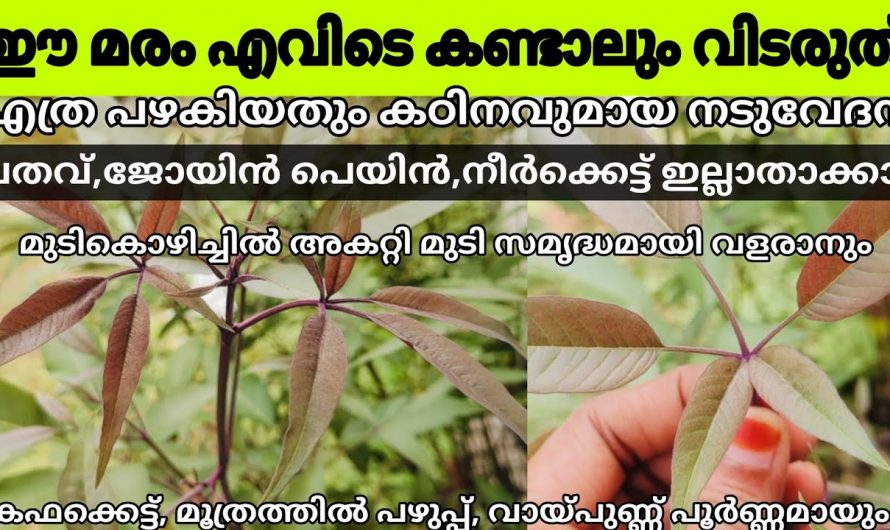 ഈ മരത്തിൻറെ ഗുണങ്ങൾ അറിഞ്ഞാൽ നിങ്ങൾ ഇതിനെ ഉപയോഗിക്കാതിരിക്കില്ല…