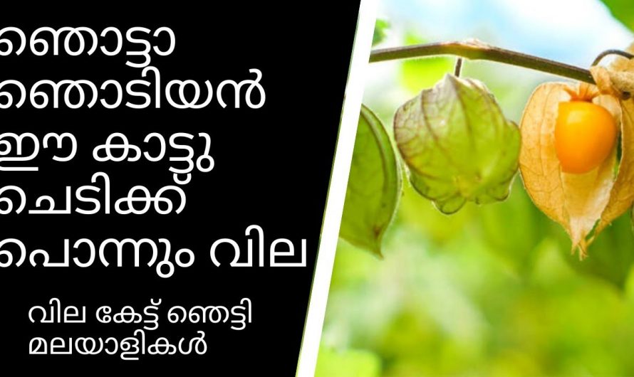 ഈ ചെടിയുടെ ഗുണങ്ങൾ അറിഞ്ഞാൽ ആരും ഞെട്ടിപോവും….