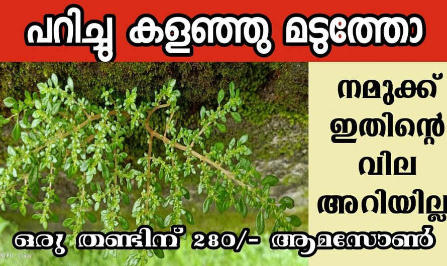 ഈ സസ്യം നിങ്ങൾക്ക് ചുറ്റും ഉണ്ടെങ്കിൽ ഒരിക്കലും പിഴുതുക കളയരുത്.. ഒത്തിരി ഉണ്ട് ഗുണങ്ങൾ