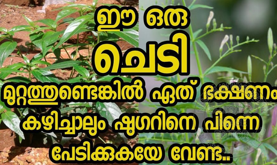 പ്രമേഹം നിയന്ത്രിക്കാനുള്ള ഒരു കിടിലൻ ഒറ്റമൂലി… ഒരു ഇല കഴിച്ചാൽ മതി എത്ര കൂടിയ ഷുഗറും കുറയും…