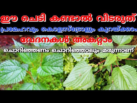 ഈ ചെടി എവിടെ കണ്ടാലും പിഴുത് കളയരുത്… ഇതിൻറെ ഔഷധഗുണങ്ങൾ പലരെയും ഞെട്ടിക്കും…