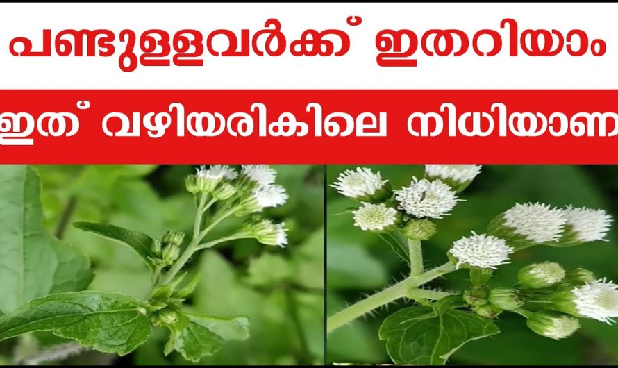 ഈ ചെടിയുടെ ഗുണങ്ങൾ അറിഞ്ഞാൽ ആരും ഇനി ഇത് പിഴുതെറിയില്ല…