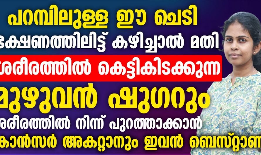 ഇത് സ്വർണ്ണം അല്ല തനി തങ്കം ആണ്, പച്ചമഞ്ഞൾ ശരീരത്തിൽ ഉണ്ടാക്കുന്ന മാറ്റങ്ങൾ…