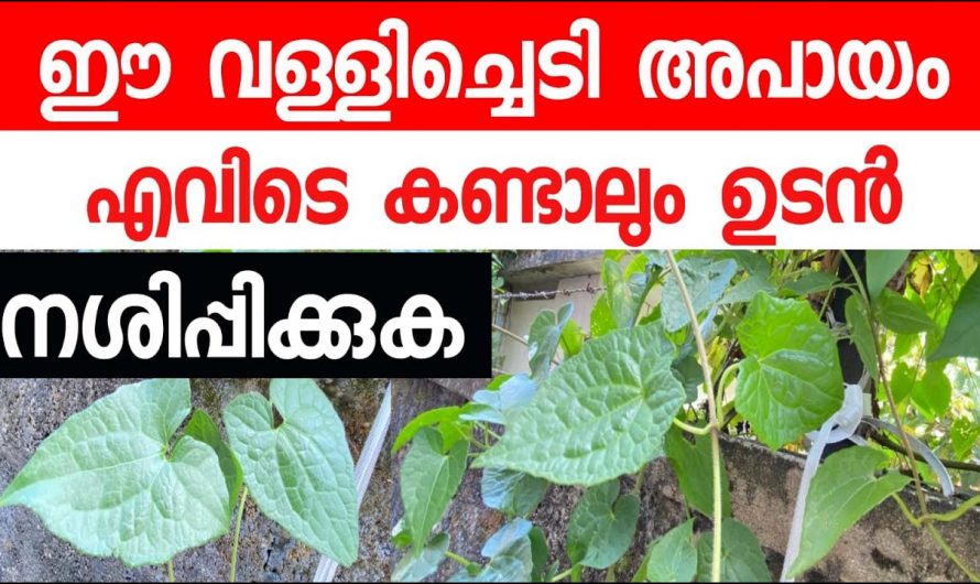 വെളുത്ത പൂക്കളോട് കാണുന്ന ഈ സസ്യം ഇനി എവിടെ കണ്ടാലും പിഴുതെറിയുക…