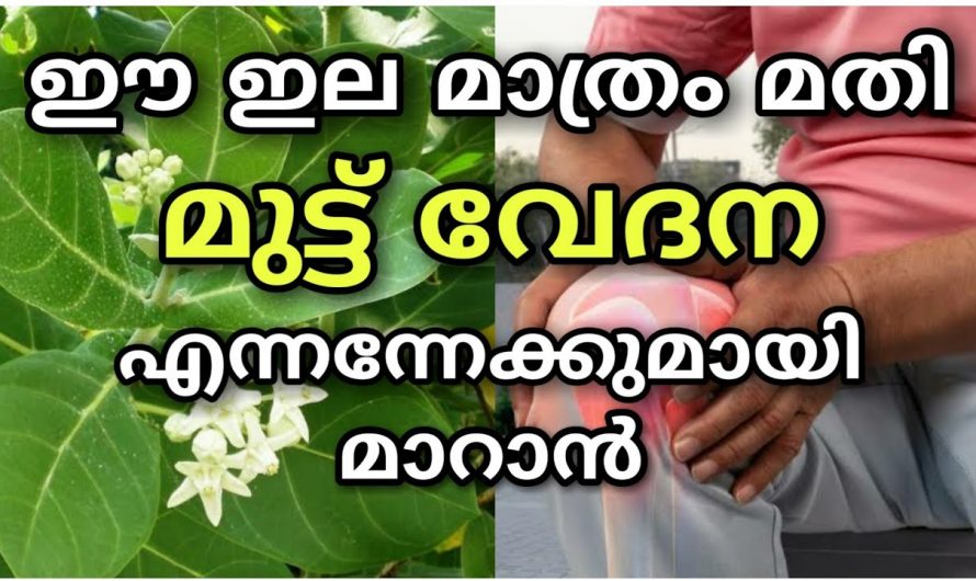 ഈ ഔഷധ ചെടി ഉണ്ടെങ്കിൽ ഏത് വേദനയും നിമിഷങ്ങൾക്കുള്ളിൽ പമ്പകടക്കും…