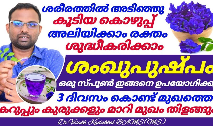 രണ്ട് ഇല വായിലിട്ട് ചവച്ചാൽ തലവേദന പമ്പ് കടക്കും, ശംഖ് പുഷ്പം എന്ന ഔഷധം…