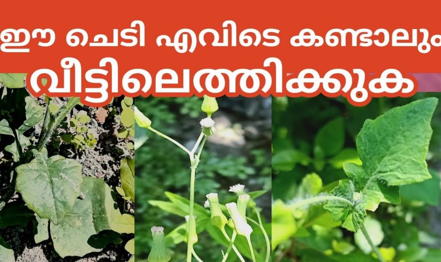 പല രോഗങ്ങൾക്ക് ഈ സസ്യം മതി, മുയൽച്ചെവിയന്റെ അത്ഭുതപ്പെടുത്തുന്ന ആരോഗ്യഗുണങ്ങൾ…