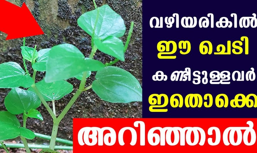 രോഗങ്ങൾ ഇല്ലാതെ ശരീരത്തെ ക്ലീൻ ആക്കി സൂക്ഷിക്കുവാൻ മഷിത്തണ്ട് ഇങ്ങനെ ഉപയോഗിച്ചു നോക്കൂ…