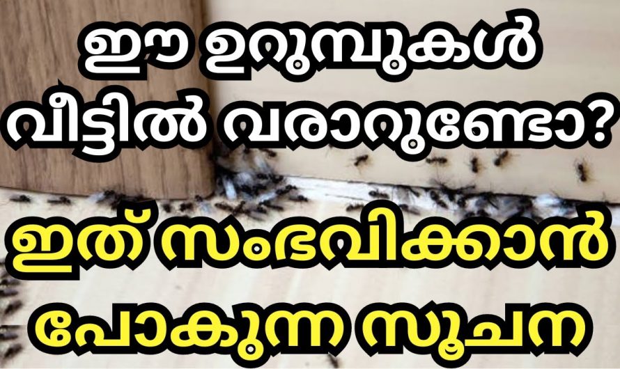 വീട്ടിൽ ഈ ഉറുമ്പുകൾ ഉണ്ടെങ്കിൽ സൂക്ഷിക്കുക മരണംവരെ സംഭവിച്ചേക്കാം…