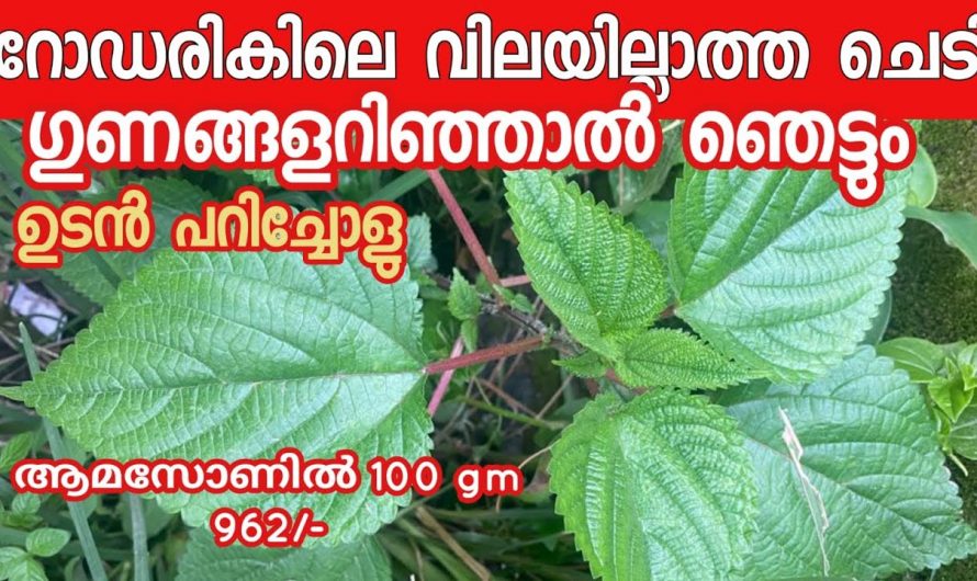 ഈ സസ്യത്തിന്റെ ഗുണങ്ങൾ അറിഞ്ഞാൽ ഇനി ആരും ഇത് പിഴുതെറിയില്ല, ചൊറിയണം എന്ന അത്ഭുത സസ്യം…