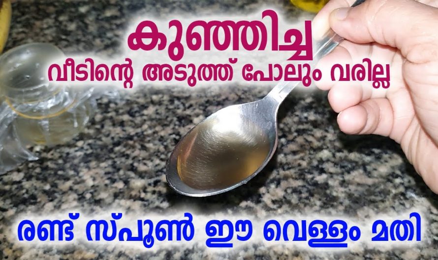 ഈച്ചകളുടെ ശല്യം പൂർണ്ണമായും അകറ്റാൻ ഇതാ ഒരു കിടിലൻ വഴി…