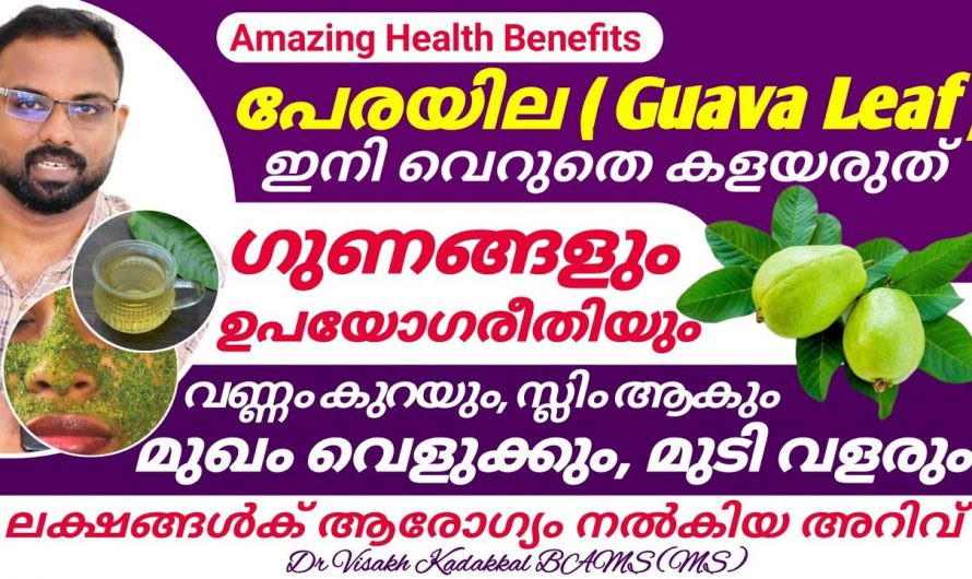 ഈ ഇല വീട്ടിലുണ്ടെങ്കിൽ തടി കുറയ്ക്കാൻ ഇനി വേറെ മാർഗ്ഗങ്ങൾ അന്വേഷിക്കേണ്ട…