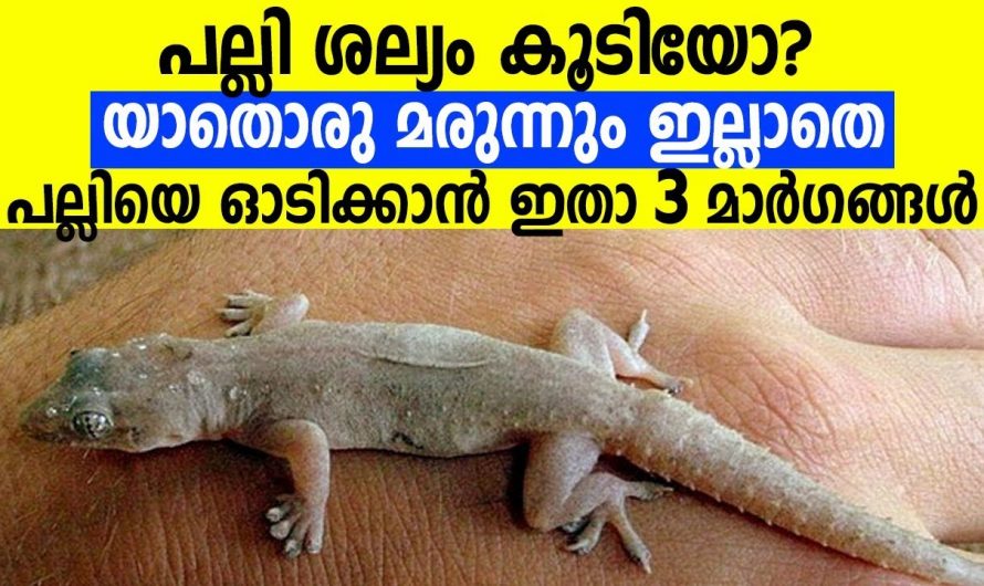 ഒരു അല്ലി വെളുത്തുള്ളി ഉണ്ടെങ്കിൽ പല്ലികൾ പമ്പകടക്കും, ഇതാ ചില കിടിലൻ ടിപ്പുകൾ…