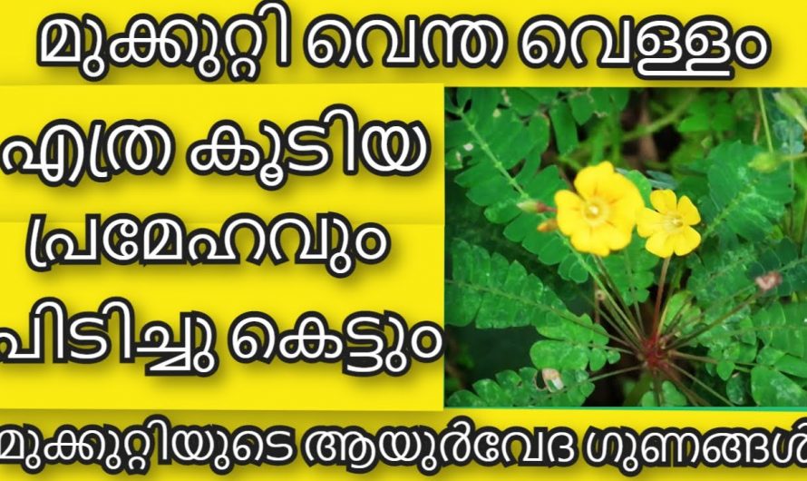 വീട്ടിൽ ഈ സസ്യം ഉണ്ടെങ്കിൽ പല രോഗങ്ങളും അടുക്കില്ല, മുക്കുറ്റിയുടെ ആരോഗ്യഗുണങ്ങൾ…