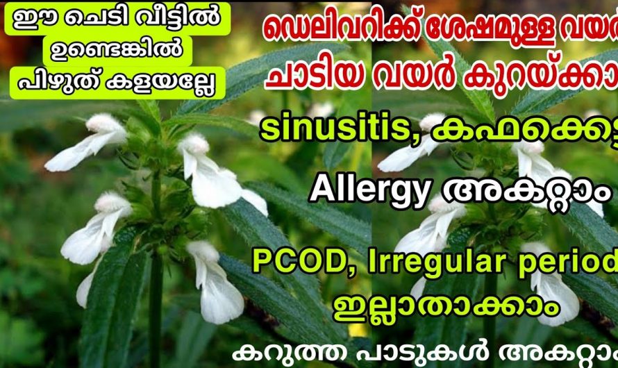 ഔഷധഗുണങ്ങളിൽ കേമനായ തുമ്പപ്പൂവിന്റെ ഉപയോഗങ്ങൾ…