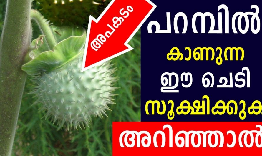 അറിയാതെ ഈ സസ്യം കഴിച്ചാൽ ഉണ്ടാകുന്ന ഫലങ്ങൾ നിസ്സാരമല്ല…