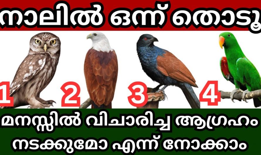 നിങ്ങളുടെ മനസ്സിലെ ആഗ്രഹം നടക്കുമോ ഇല്ലയോ എന്നറിയാൻ ഇതിലേതെങ്കിലും ഒന്ന് തിരഞ്ഞെടുക്കു..