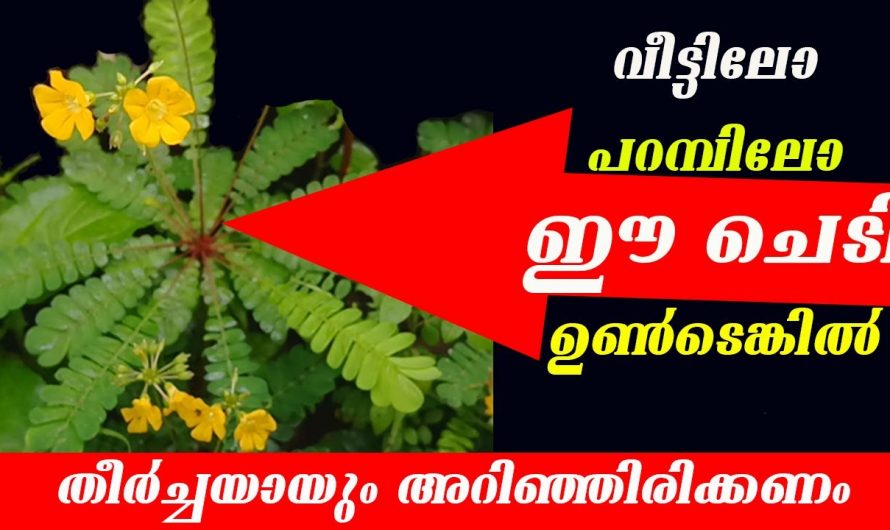 മുക്കുറ്റിയുടെ ഞെട്ടിക്കുന്ന ആരോഗ്യ ഗുണങ്ങൾ, ഇത് വീട്ടിൽ ഉണ്ടെങ്കിൽ ഇങ്ങനെ ഉപയോഗിച്ച് നോക്കൂ…