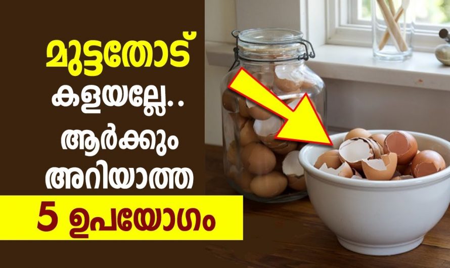 ഇനി മുട്ടത്തോട് വെറുതെ കളയേണ്ട, ഇതാ ചില ഉപയോഗങ്ങൾ…