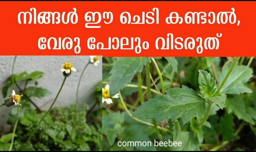 ഈ സസ്യം എവിടെ കണ്ടാലും പറിച്ചു കളയരുത്, ആരെയും ഞെട്ടിക്കുന്ന ഇതിൻറെ ഗുണങ്ങൾ…