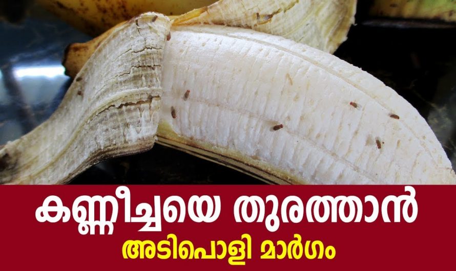 ഇത് വീട്ടിൽ വെച്ചാൽ കുഞ്ഞീച്ചകൾ പമ്പകടക്കും, ഇതാ അവയെ തുരത്താൻ ഒരു അടിപൊളി ടിപ്പ്👌