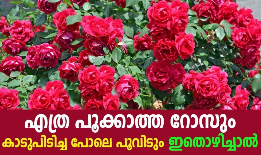 റോസ് ചെടിയിൽ നിറയെ പൂക്കൾ ഉണ്ടാവാൻ വെറുതെ കളയുന്ന ഈ സാധനങ്ങൾ മതി…