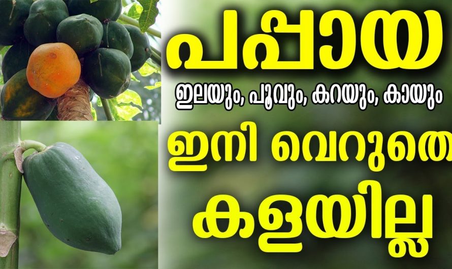 കൊളസ്ട്രോളും പ്രമേഹവും കുറയ്ക്കാൻ ഈ പഴം കഴിച്ചാൽ മതി, ഉടൻ റിസൾട്ട് കിട്ടും…