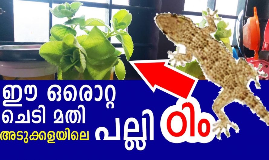 ഈ ഇല ഉണ്ടെങ്കിൽ ഒറ്റ പല്ലി പോലും വീടിനകത്ത് കയറില്ല, ഇതാ ഒരു കിടിലൻ ടിപ്പ്…