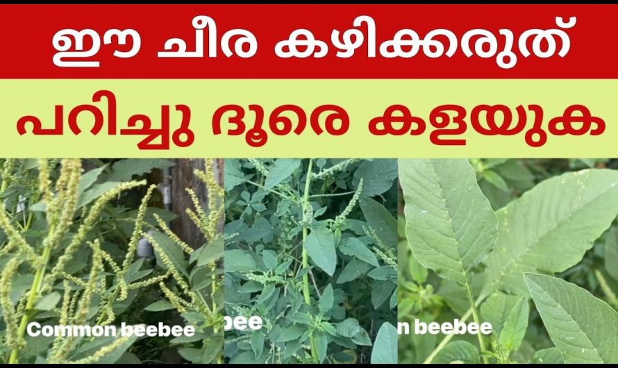 ശരീരത്തിലെ കൊളസ്ട്രോളിന് അലിയിച്ച് കളയാൻ ഈ ഇലകൾ ദിവസവും കഴിച്ചാൽ മതി…